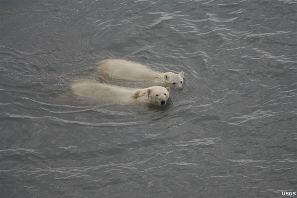 북극곰이 장시간 수영하면 그 시간에 전혀 쉬지 못한다는 뜻이다. 