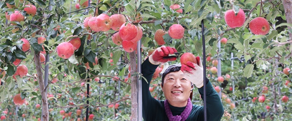  함양군 서하면 사과 수확.