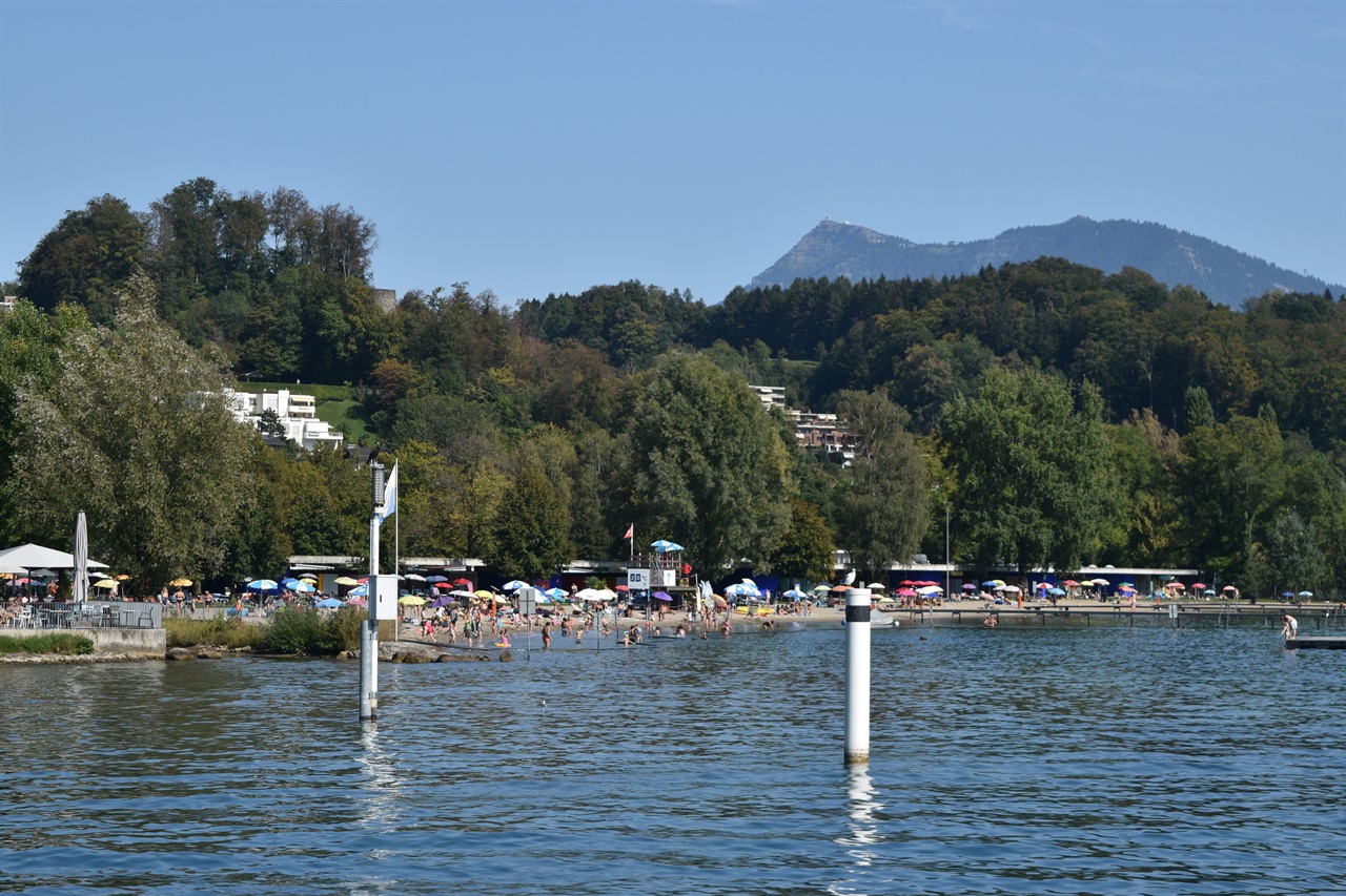 스위스의 루체른 호수에서는 백조, 오리 등과 함께 수영을 할 수 있다.