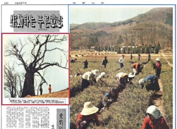 1973년 4월 5일 <경향신문>에 실린 ‘보호수로 지정된 서울 성동구 논현동 76 언덕에 있는 자작나무’라는 기사. “수령 6백년, 높이 18m, Y자 모양으로 생겨 성사목(性思木)으로 이름난 거목, 과부를 재가시킨다는 전설이 담겨 있다”는 설명이 담겼다.