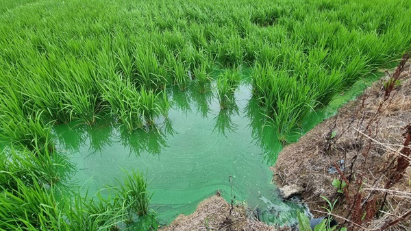 경남 김해 양산 원동들 한 논의 심각한 녹조. 이런 물로 벼가 자라고 있고 그 결과 쌀에서 녹조 독 마이크로시스틴이 검출된다. 