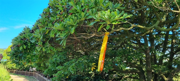 후박나무는 우리나라 남해안에만 자라는 소중한 천연기념물이다. 