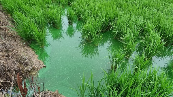 낙동강 녹조 물이 벼가 자라는 논으로 흘러 들어가고 있다.