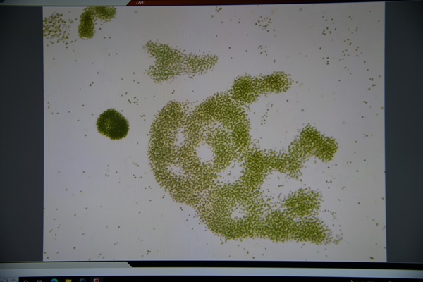 남세균의 한 종류인 마이크로시스티스의 현미경 사진이다. 이 녀석이 청산가리 100배 수준의 맹독인 마이크로시스틴이라는 강력한 독을 내뿜는다. 조류 경보세는 이 남세균 세포를 세어서 발령한다. 1셀이 넘으면 경계, 100만 셀이 넘으면 조류 대발생 단계에 들어간다. 