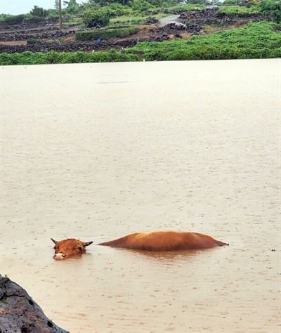 폭우로 인해 침수된 제주 지역에 잠긴 채 발견된 소.(독자 김행진씨 제공)