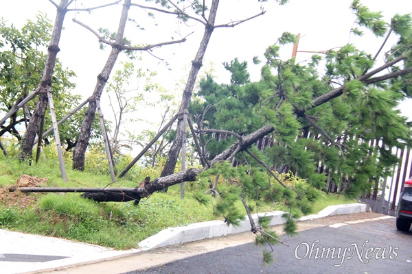 태풍 '힌남노'가 닥친 6일 새벽 경남 창원마산에 있는 한 공원에 나무가 넘어져 있다.