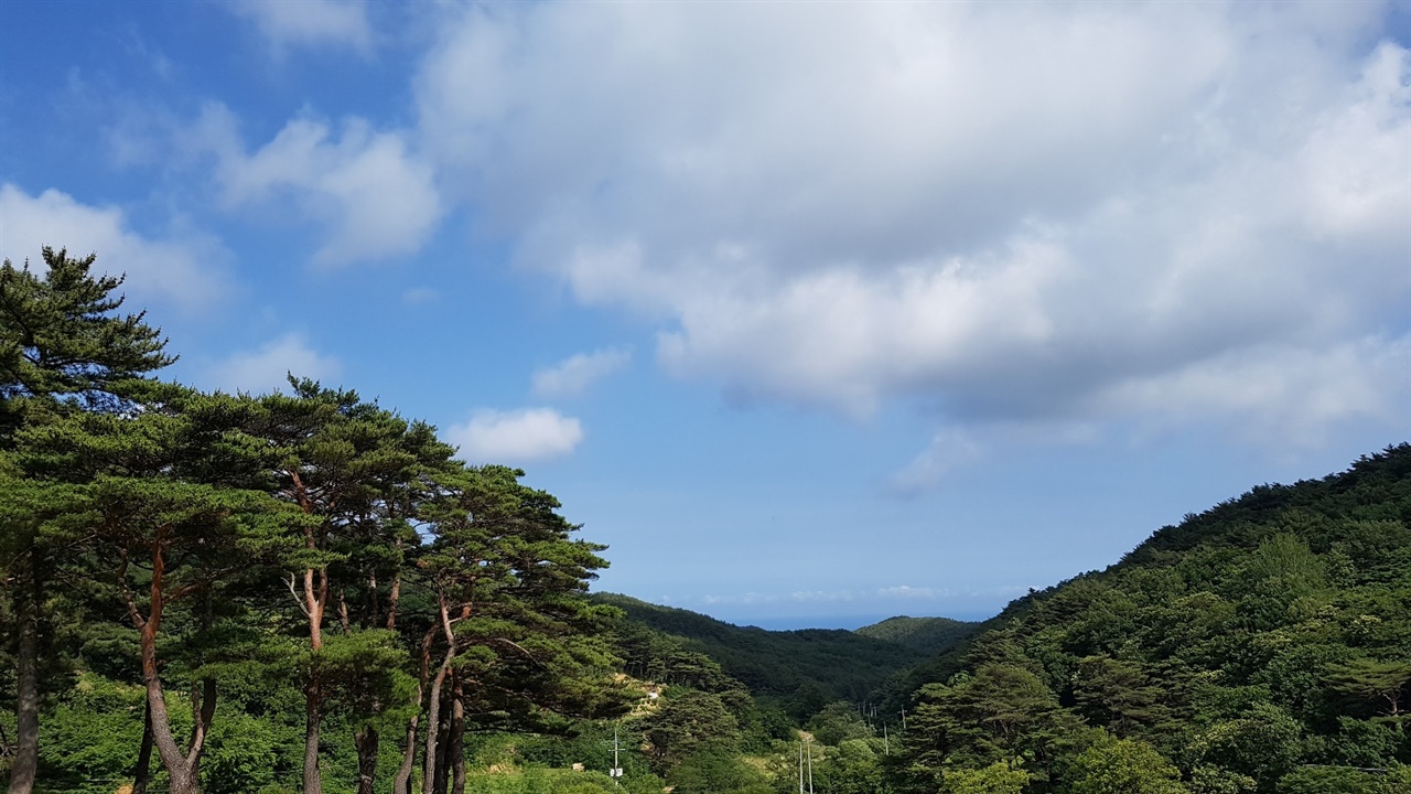  금강송과 하늘과의 조화로움