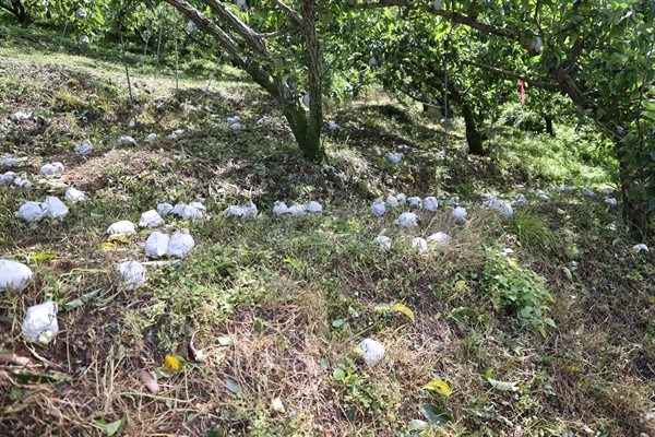  진주 문산지역 배 낙과 피해 현장.