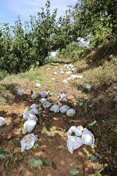  진주 문산지역 배 낙과 피해 현장.