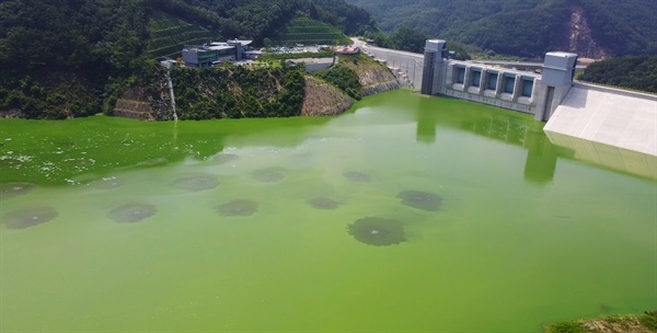 2017년 7월 영주댐에 시험담수를 시작하자마자 녹조가 심각한 수준으로 창궐했다. 농경지가 많은 강의 중류에 댐을 지은 결과다 