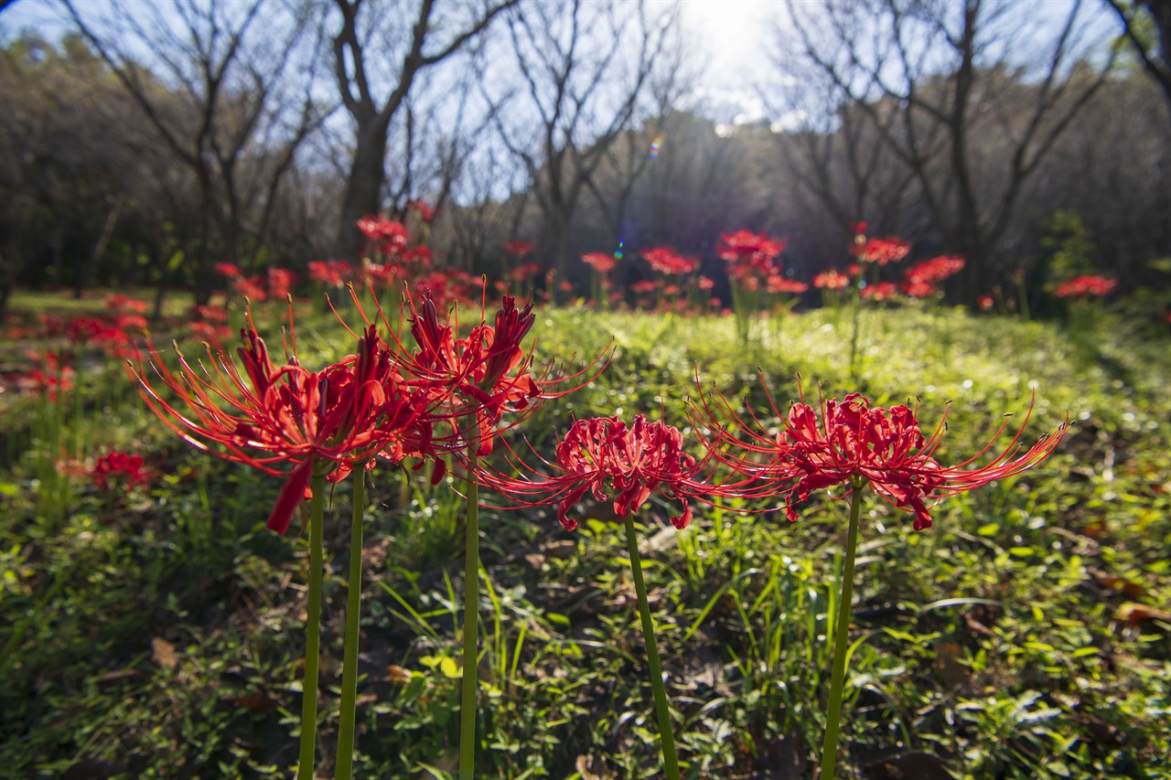 홍성군 결성면 석당산 꽃무릇이 꽃을 피우기 시작하면서, 산 전체가 붉게 물들어가고 있다.