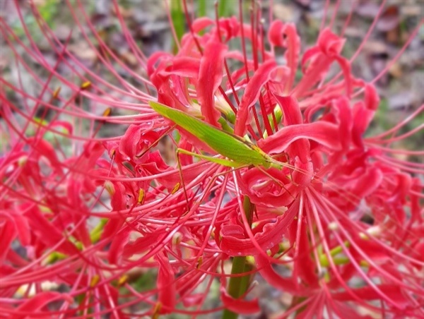 '상사화'라고도 불리는 이 꽃은 여러해살이꽃으로, 사찰 근처나 나무들이 우거진 곳에 심겨 있어 자연번식하고 있다.