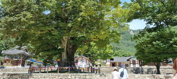 수령 천년의 느티나무가 내소사를 보호하는 듯 우뚝 서 있다. 