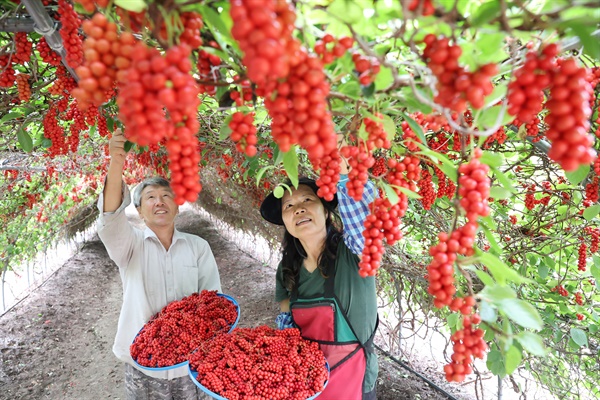  함양 백전면 강산골 직골농장의 오미자 수확.