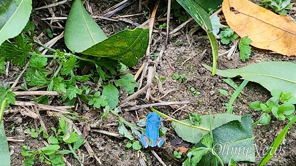 9월 15일 함양 지곡면 거평마을 복숭아밭에서 발견된 하늘색 청개구리.