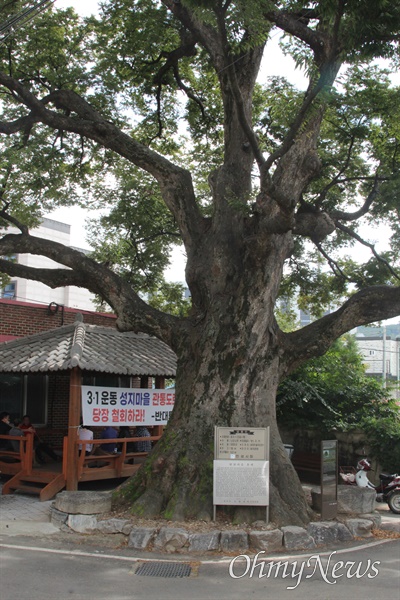 경기 안성시 방삼마을의 600년 된 느티나무