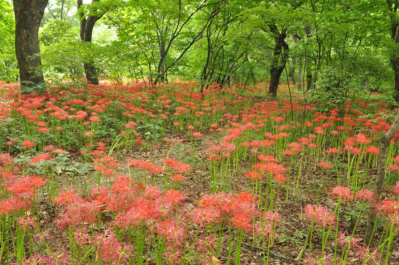넓은 숲속에 붉은 꽃무릇이 가득 피어있다.
