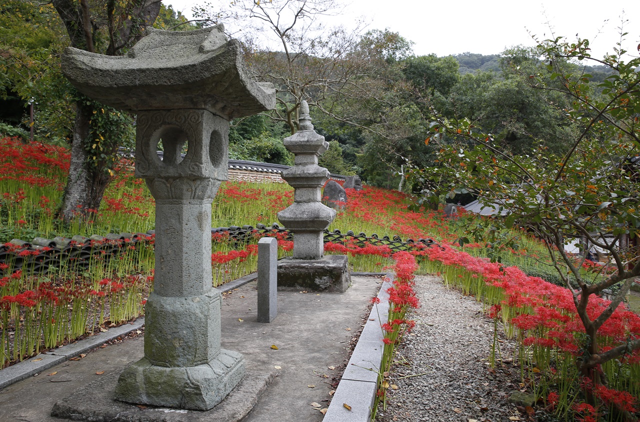 꽃무릇과 어우러진 용천사의 석등과 석탑. 지난 9월 16일 오후다.