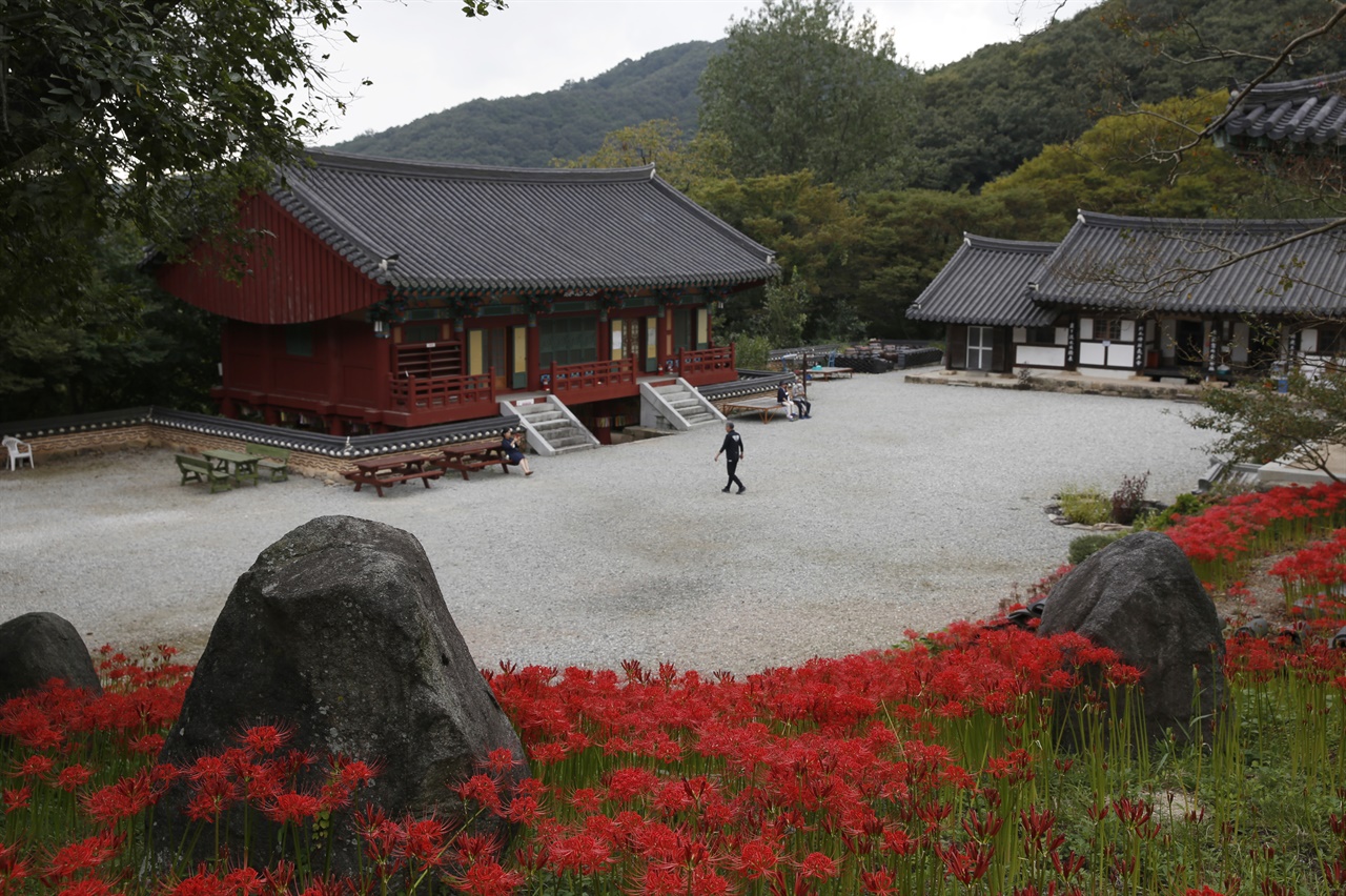 꽃무릇으로 둘러싸인 용천사. 선홍빛 꽃대궐을 이루고 있다. 지난 9월 16일 오후 풍경이다.