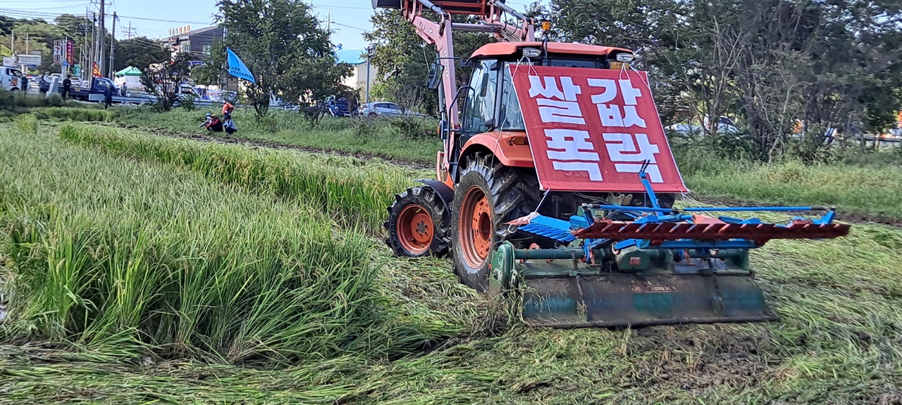 충남 보령시 주포면의 한 논, 농민들이 쌀값보장을 촉구하며 논을 갈아엎고 있다. 