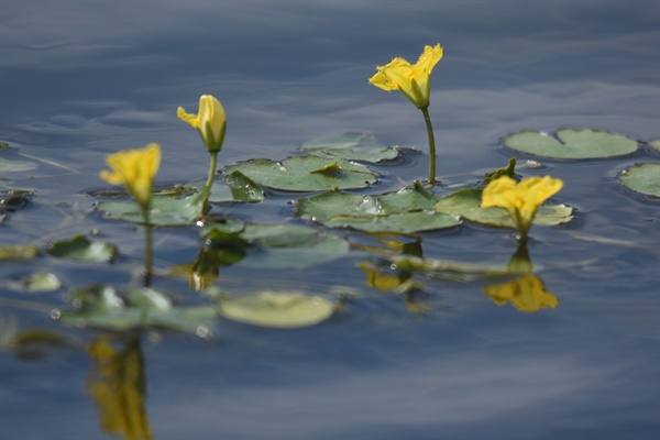 금호강의 터줏대감격인 노랑어리연꽃이 노란 꽃을 피웠다. 아름다웠다. 