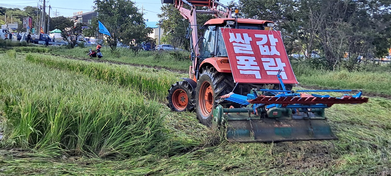 지난 9월 21일 충남 보령시 주포면의 한 논. 농민들이 쌀값 하락에 항의하며 트랙터로 벼를 갈아 엎고 있다. 