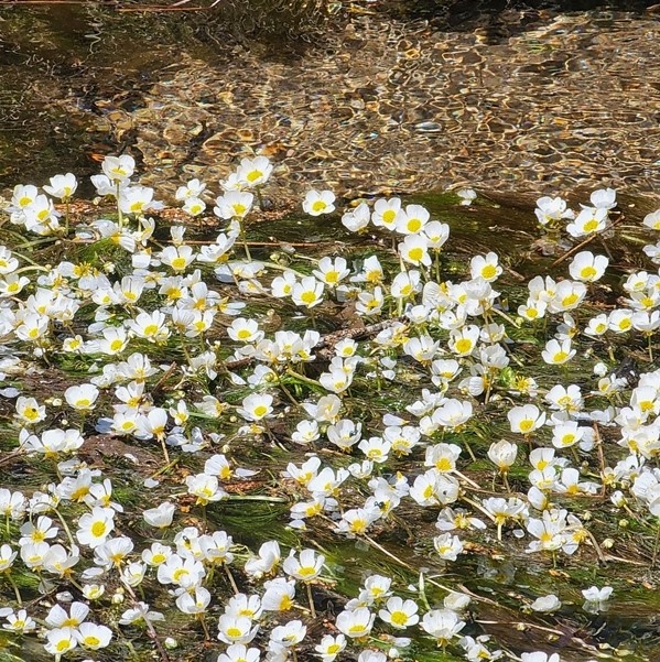 Thread-leaved Water-crowfoot(실잎 물까마귀꽃) 1년생  또는  다년생  식물로 연못, 습한 도랑의 젖은 진흙에서 자란다고 한다