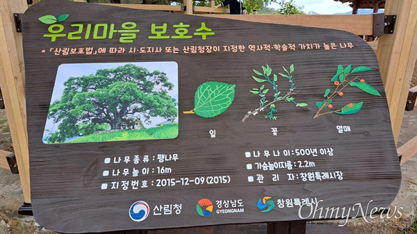 천연기념물로 지정된 창원 '북부리 팽나무'. 보호수 표지판.