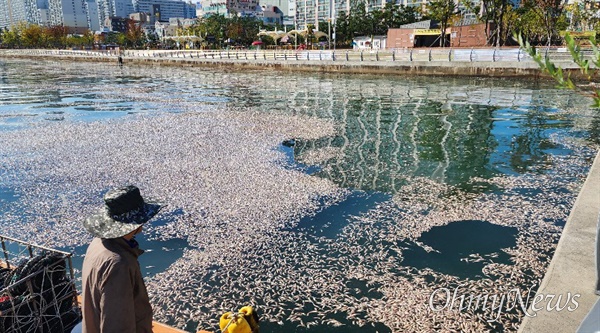 10월 13일 창원마산 3.15해양누리공원 쪽 바다에 죽은 정어리가 밀려와 있다.