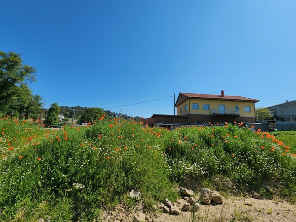 스페인에서 흔하게 본 양귀비꽃. 들판에도 집근처에도 흔히 피어 있다.