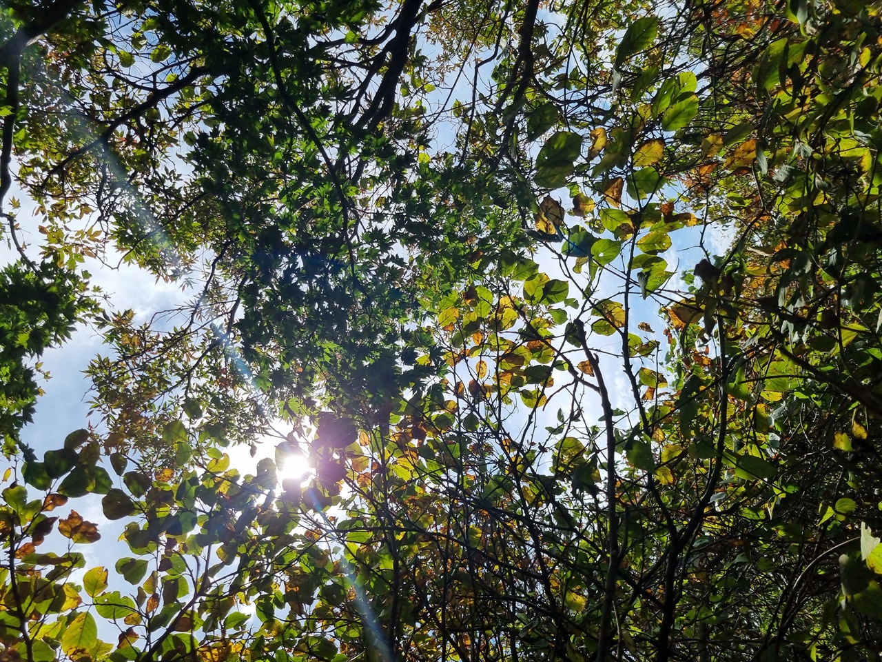 무등산 잎들 사이로 반짝이는 빛