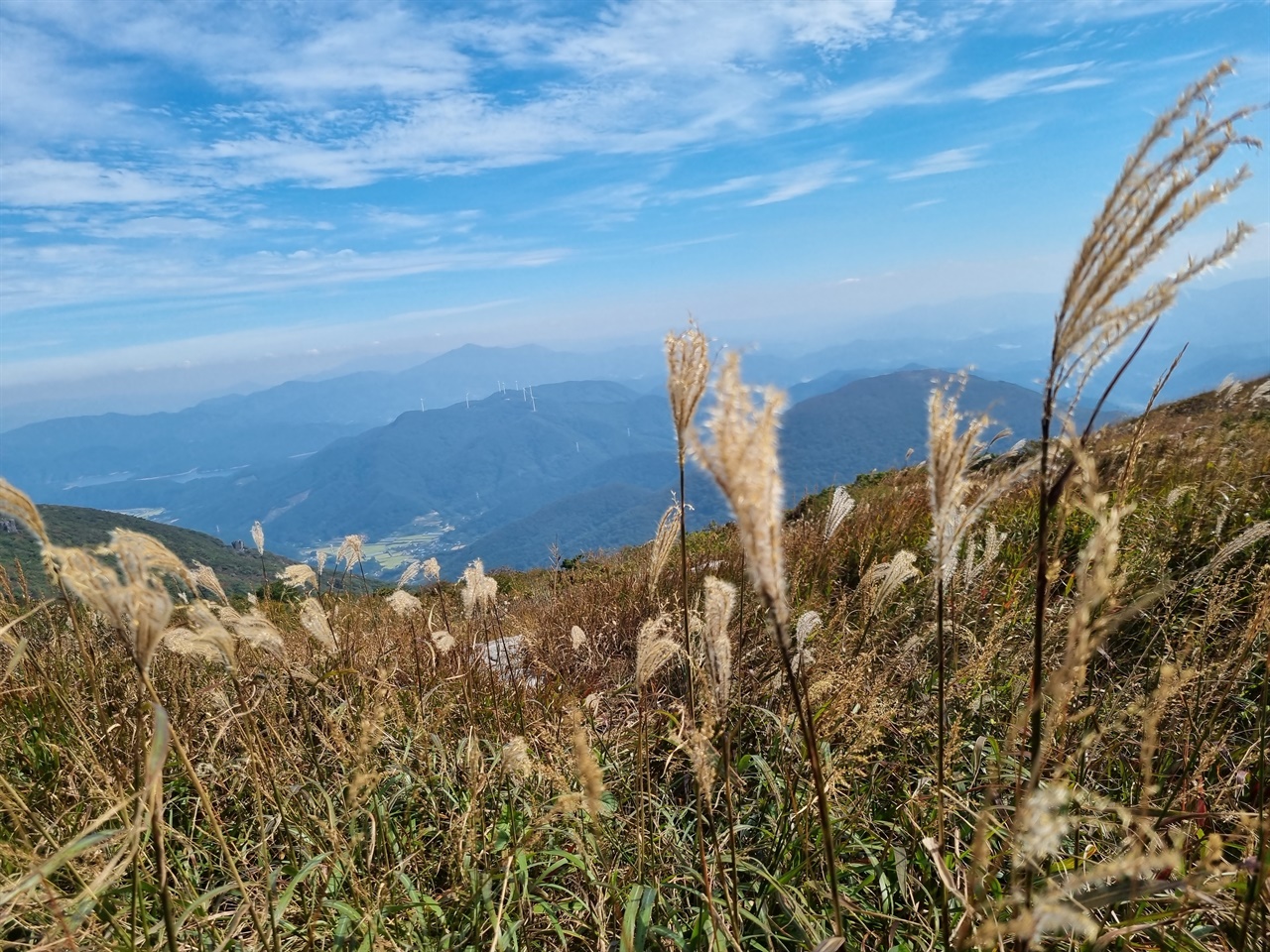 무등산 바람에 이는 억새