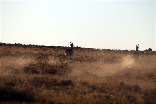 동몽골을 달리다보면 종종 폭풍처럼 달리며 먼지를 날리는 가젤무리를 볼 수 있다
