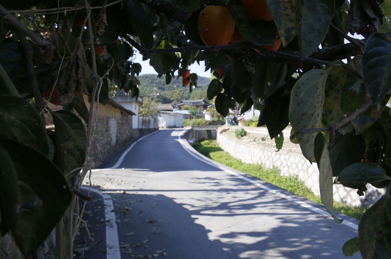 쌍봉마을 풍경. 학포당으로 가는 길에 감나무가 늘어서 있다.