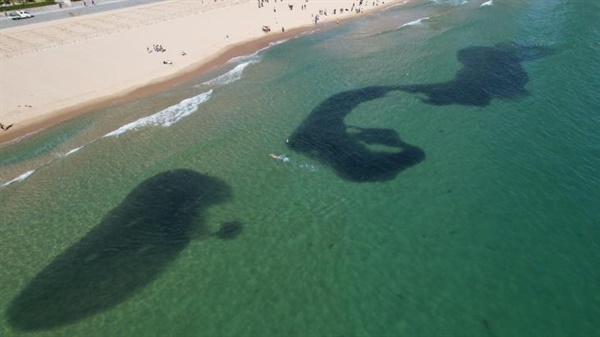 지난 20일 해운대구에 따르면 19일 오후 2시께 부산 해운대해수욕장에서 40~50ｍ 떨어진 바닷속에 거대한 정어리떼가 등장했다. 사진은 해운대에 발견된 정어리떼. (해운대구 제공)