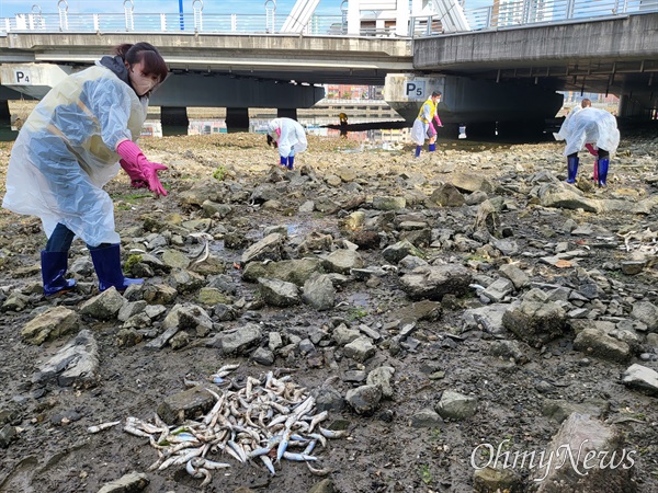 10월 21일 창원 마산회원구 봉암동 삼호천 하류의 죽은 정어리 수거 작업.