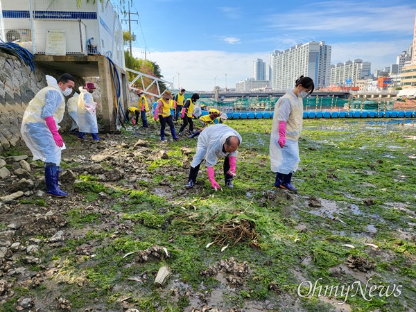 10월 21일 박명종 마산회원구청장을 비롯한 직원들이 봉암동 삼호천 하류의 죽은 정어리 수거 작업을 하고 있다.