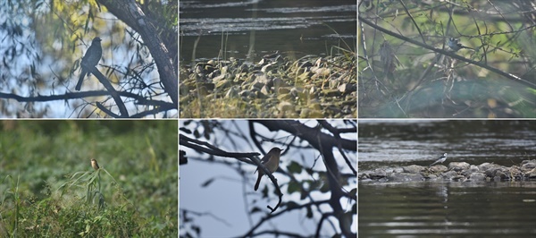 금호강에서 만난 새들. 좌측 왼쪽부터 직박구리, 깝짝도요, 오목눈이, 검은딱새, 딱새, 금은등할미새 