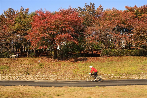 성남 탄천 자전거도로. 붉게 물들어가는 가을 풍경.