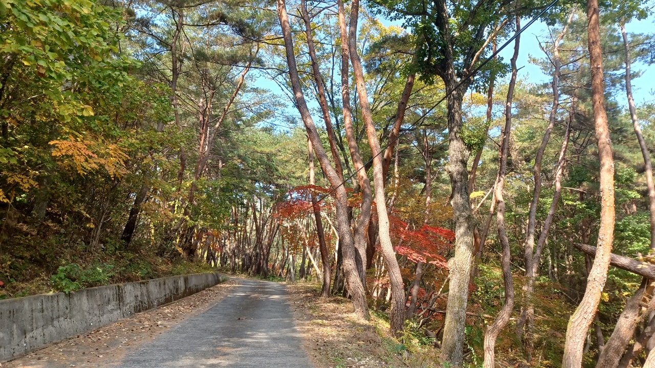 안동 광흥사 진입로 소나무 숲과 붉은색의 단풍나무가 조화를 이룬다.