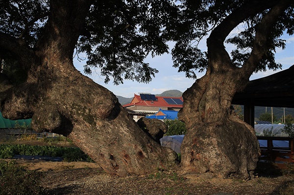 성주군의 400년 된 느티나무 보호수. 