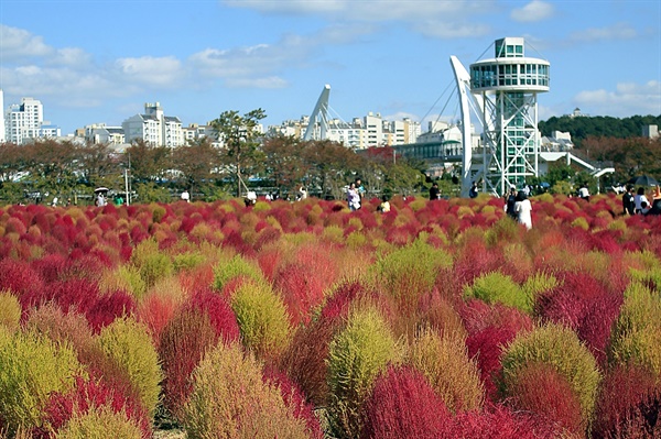 양산시 황상공원, 붉게 물들어가는 댑싸리 밭.