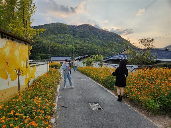  경주 도리마을 담벼락 벽화 앞에서 은행나무를 배경으로 사진 촬영에 열중인 연인들 모습