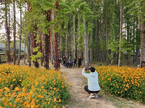  경주 도리마을 은행나무숲에서 단체 촬영에 여념이 없는 관광객 모습