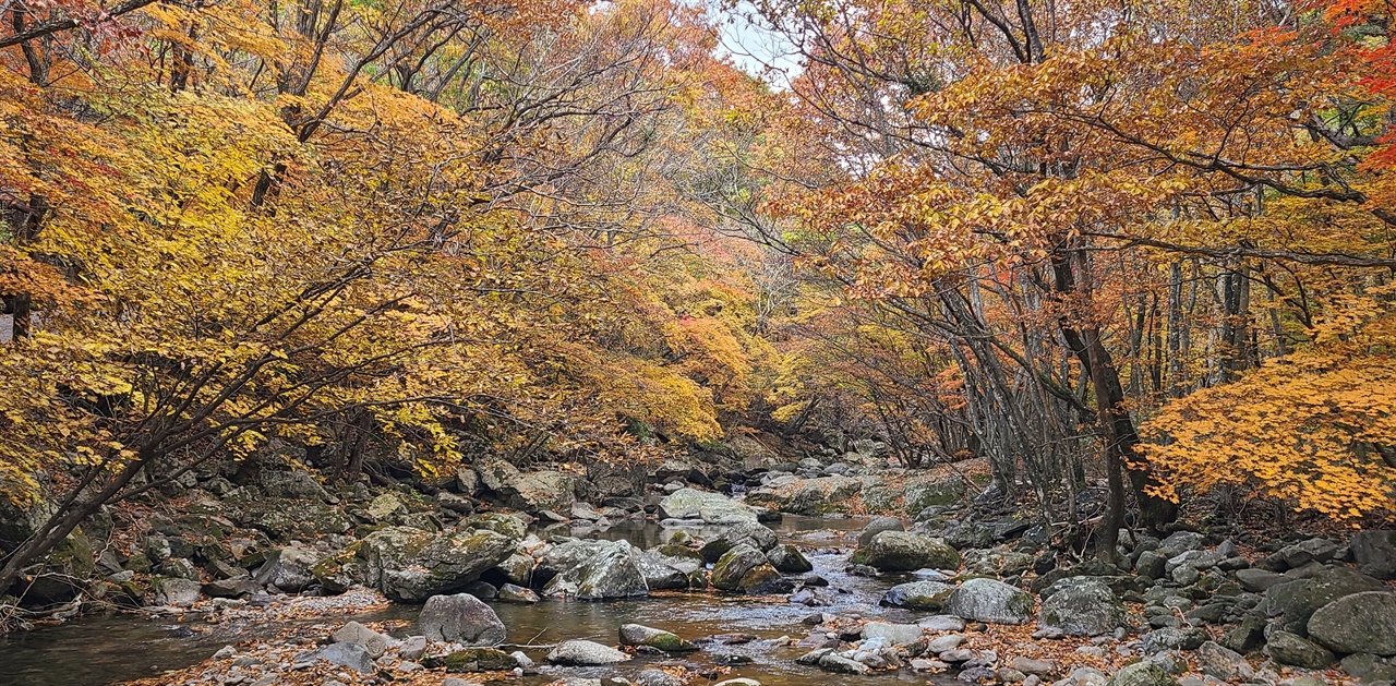 빨간 단풍보다 노란 단풍이 더 많다.