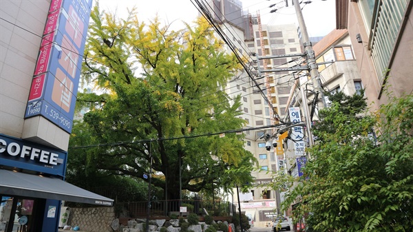 서울시에서 보호수로 지정한 수령 500년이 넘은 은행나무다. 바로 옆에서 아파트 공사가 진행 중이다.