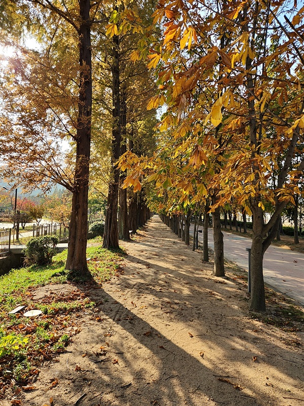 깊어가는 가을의 멋을 한껏 자아내는 경북천년숲정원 침엽수 가로수길 모습