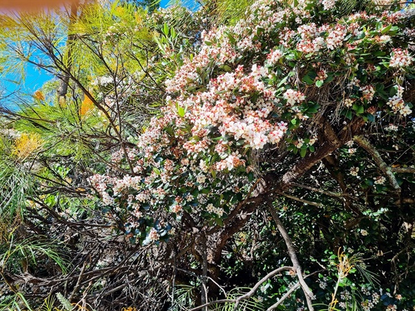 호주는 봄이 되어 꽃이 만발하기 시작한다.