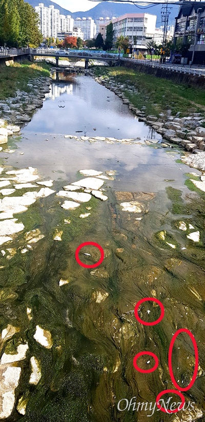 10월 31일 창원 토월천에 죽은 물고기 발견.