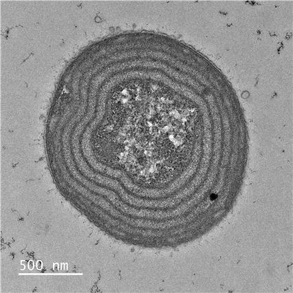 광합성 색소 막이 동심원 형태로 배열된 슈드아나배나(Pseudanabaena) 세포 횡단면 (투과전자현미경)